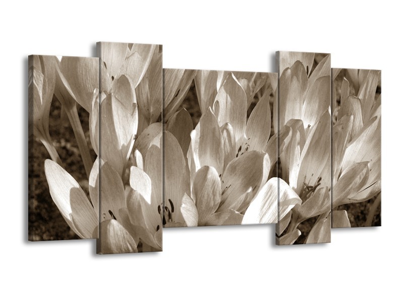 Canvas Schilderij Bloemen, Krokus | Sepia | 120x65cm 5Luik