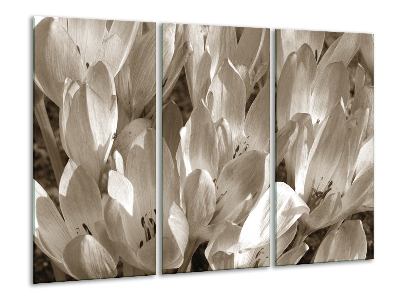 Canvas Schilderij Bloemen, Krokus | Sepia | 120x80cm 3Luik