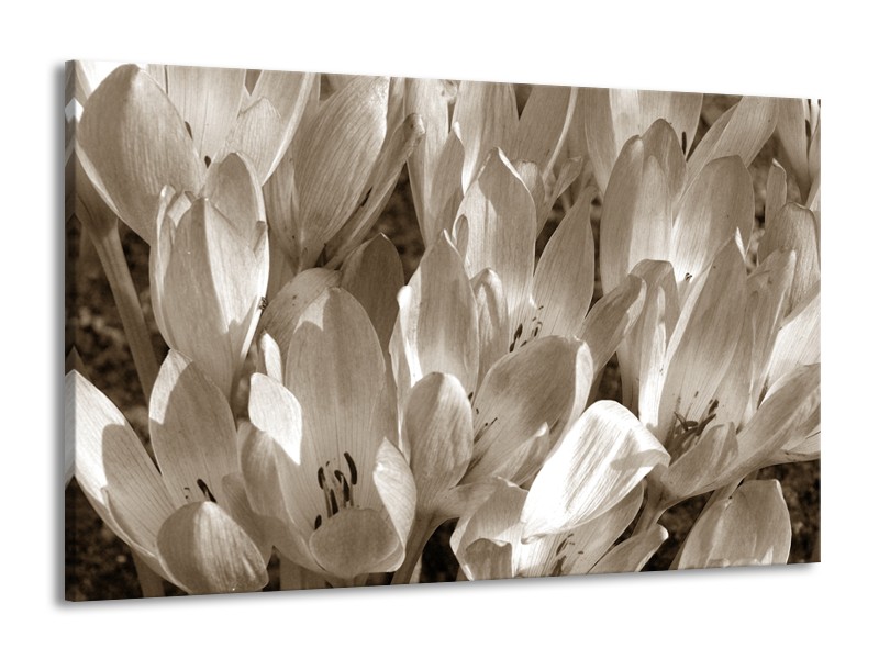 Glasschilderij Bloemen, Krokus | Sepia | 140x90cm 1Luik