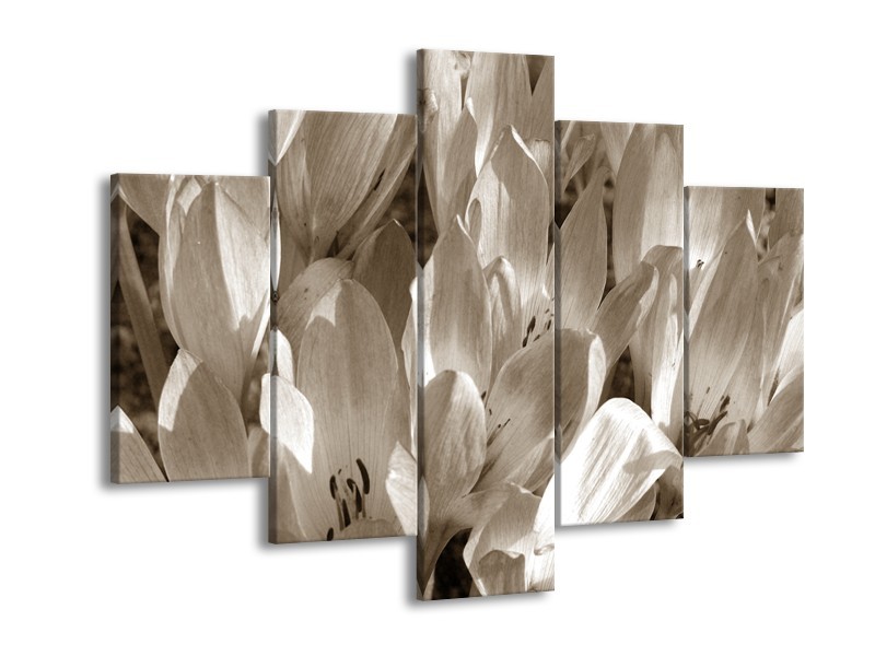 Canvas Schilderij Bloemen, Krokus | Sepia | 150x105cm 5Luik
