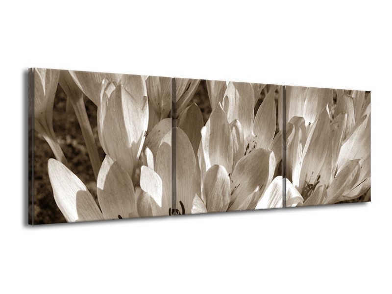 Glasschilderij Bloemen, Krokus | Sepia | 150x50cm 3Luik