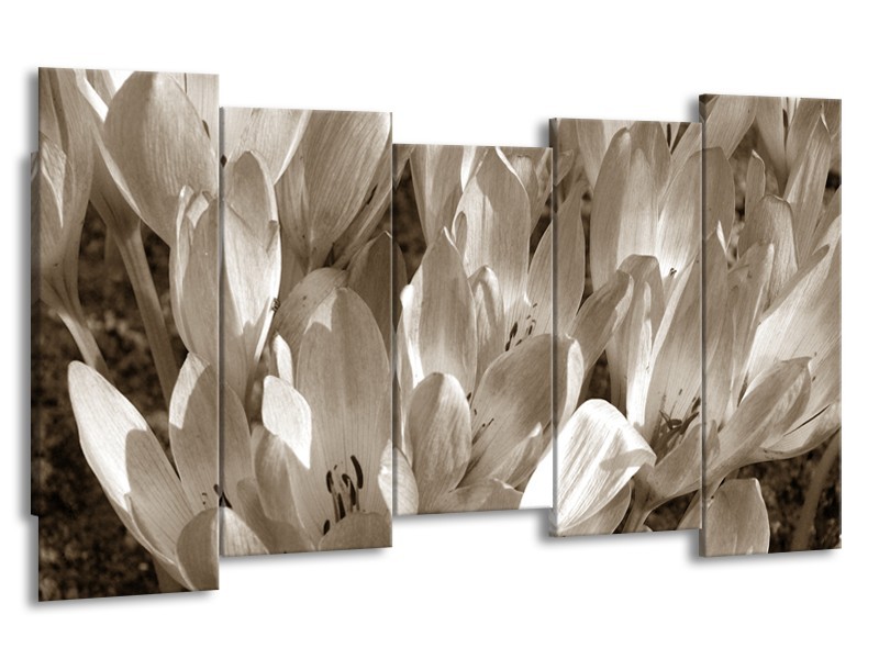 Canvas Schilderij Bloemen, Krokus | Sepia | 150x80cm 5Luik