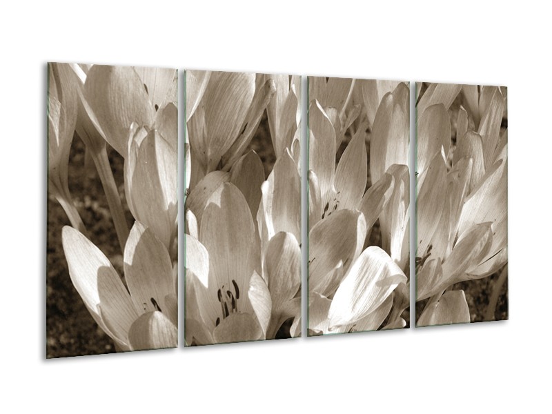 Glasschilderij Bloemen, Krokus | Sepia | 160x80cm 4Luik