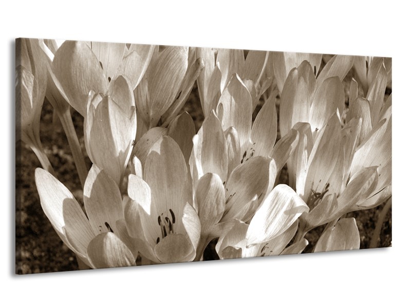 Canvas Schilderij Bloemen, Krokus | Sepia | 170x90cm 1Luik