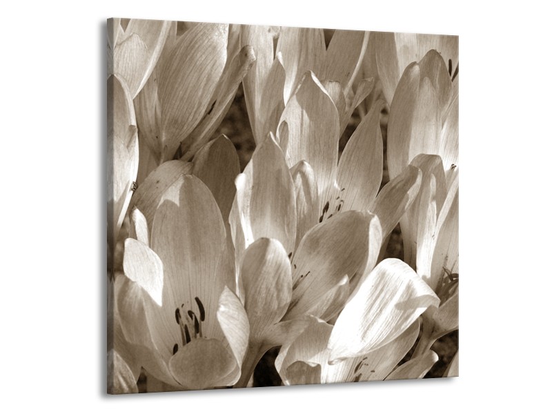 Canvas Schilderij Bloemen, Krokus | Sepia | 50x50cm 1Luik