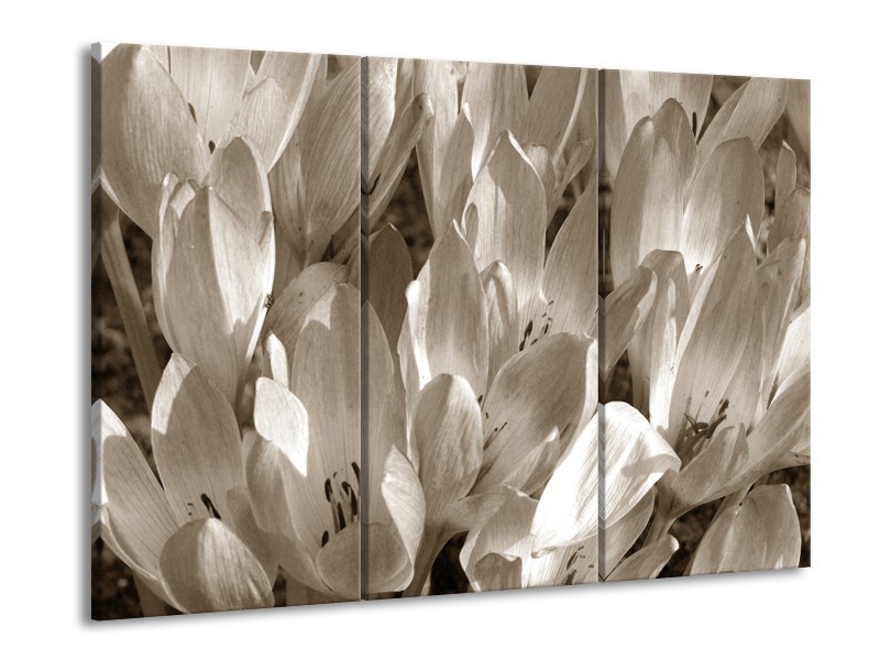 Canvas Schilderij Bloemen, Krokus | Sepia | 60x90cm 3Luik