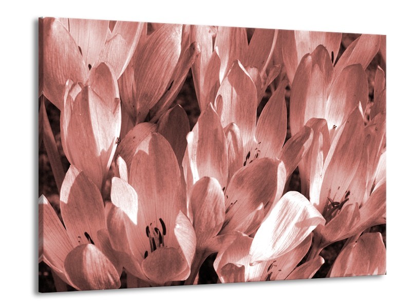 Glasschilderij Bloemen, Krokus | Bruin, Rood | 100x70cm 1Luik