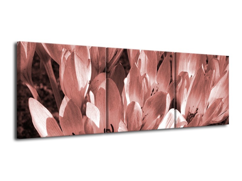 Glasschilderij Bloemen, Krokus | Bruin, Rood | 120x40cm 3Luik