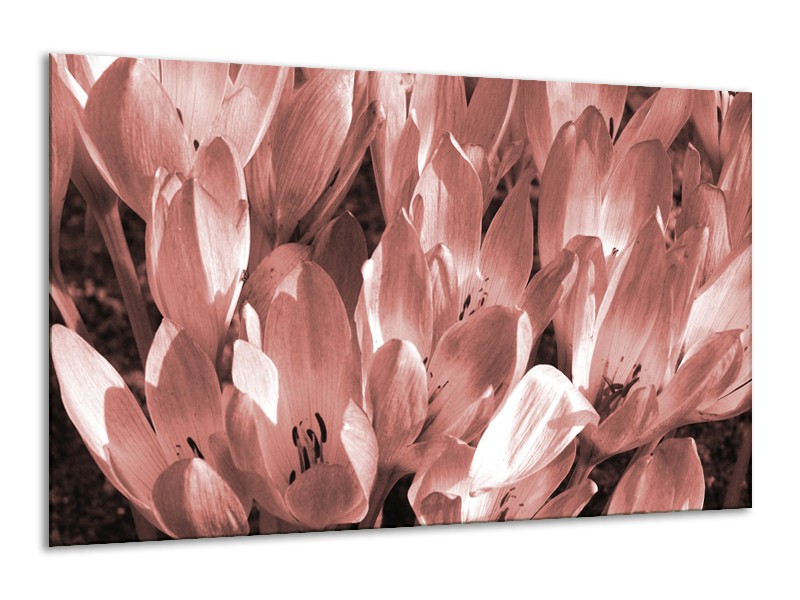 Glasschilderij Bloemen, Krokus | Bruin, Rood | 120x70cm 1Luik