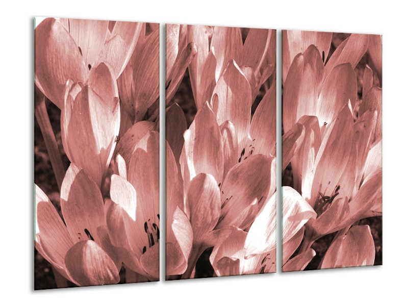 Glasschilderij Bloemen, Krokus | Bruin, Rood | 120x80cm 3Luik