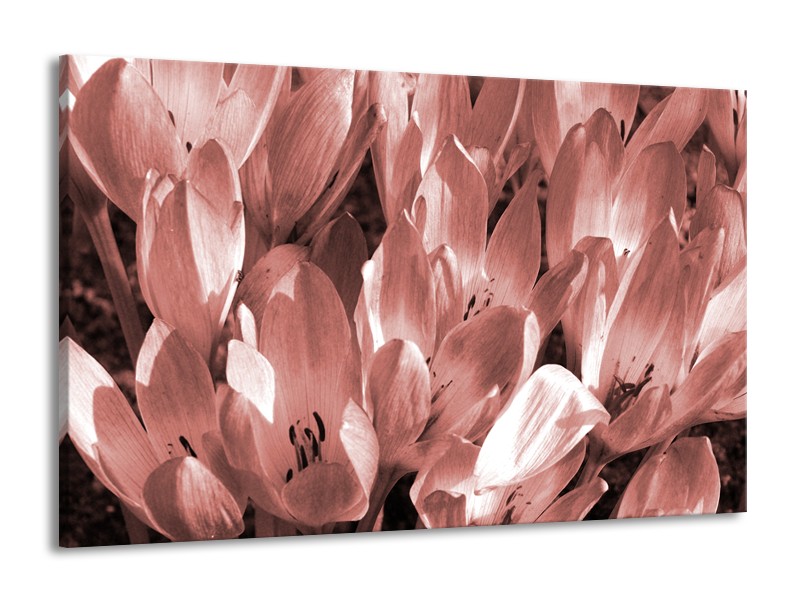 Glasschilderij Bloemen, Krokus | Bruin, Rood | 140x90cm 1Luik