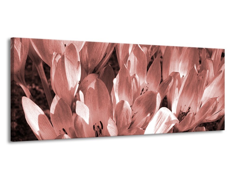 Canvas Schilderij Bloemen, Krokus | Bruin, Rood | 145x58cm 1Luik