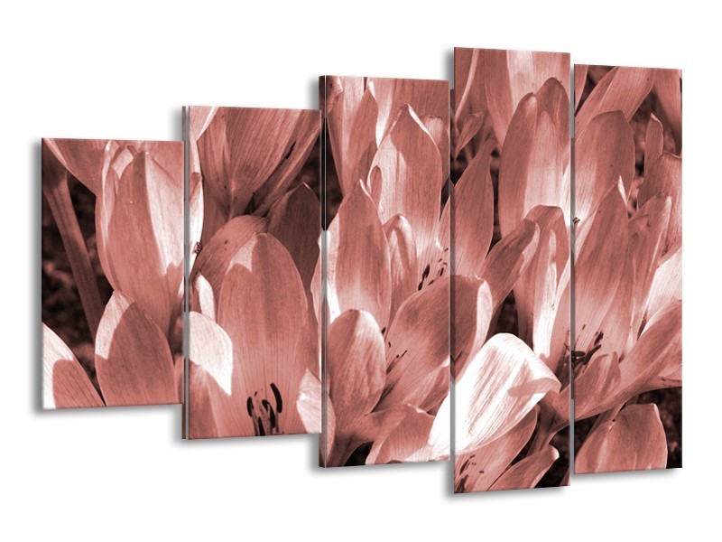 Glasschilderij Bloemen, Krokus | Bruin, Rood | 150x100cm 5Luik