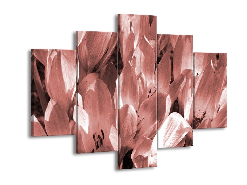 Glasschilderij Bloemen, Krokus | Bruin, Rood | 150x105cm 5Luik