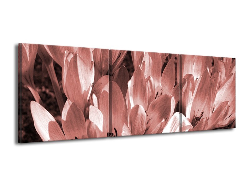 Glasschilderij Bloemen, Krokus | Bruin, Rood | 150x50cm 3Luik