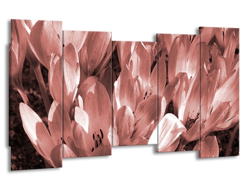 Glasschilderij Bloemen, Krokus | Bruin, Rood | 150x80cm 5Luik