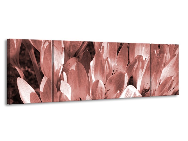 Glasschilderij Bloemen, Krokus | Bruin, Rood | 170x50cm 3Luik