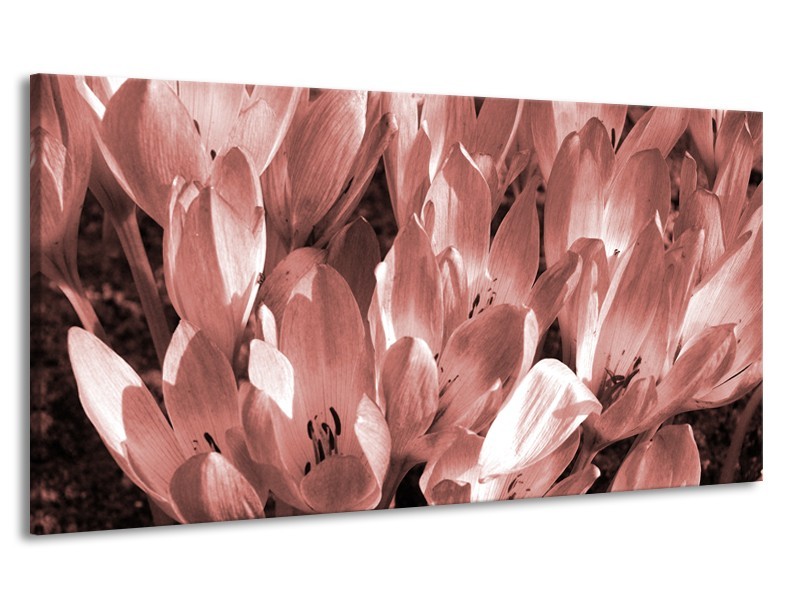 Canvas Schilderij Bloemen, Krokus | Bruin, Rood | 170x90cm 1Luik
