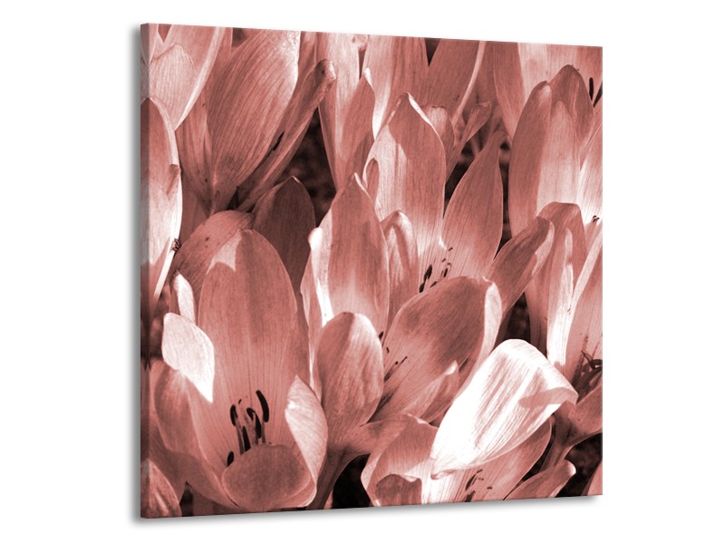 Canvas Schilderij Bloemen, Krokus | Bruin, Rood | 50x50cm 1Luik