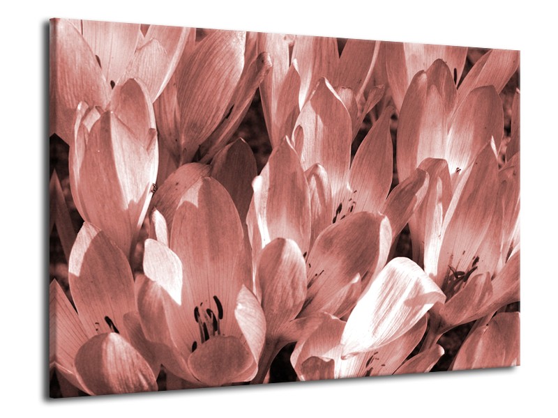 Glasschilderij Bloemen, Krokus | Bruin, Rood | 70x50cm 1Luik