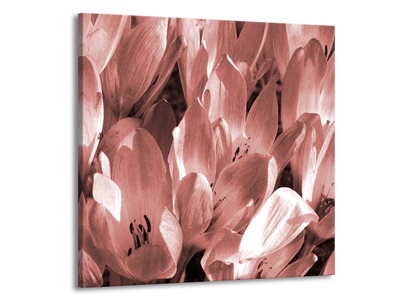 Canvas Schilderij Bloemen, Krokus | Bruin, Rood | 70x70cm 1Luik