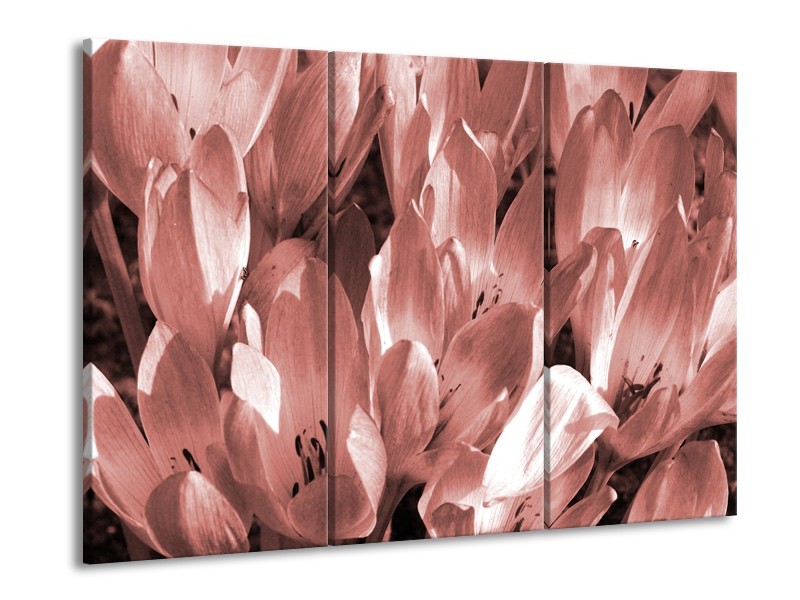 Glasschilderij Bloemen, Krokus | Bruin, Rood | 60x90cm 3Luik