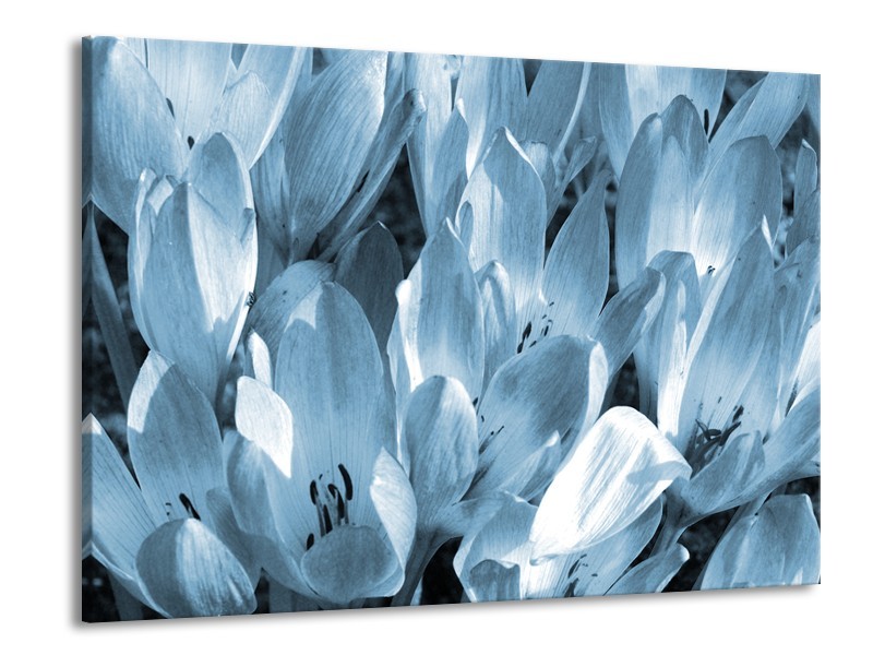 Canvas Schilderij Bloemen, Krokus | Blauw, Grijs | 100x70cm 1Luik