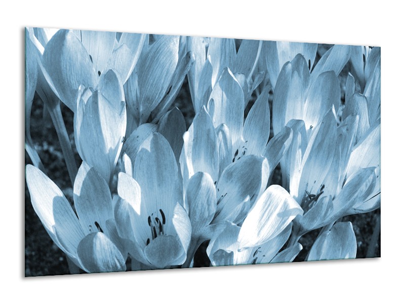 Canvas Schilderij Bloemen, Krokus | Blauw, Grijs | 120x70cm 1Luik