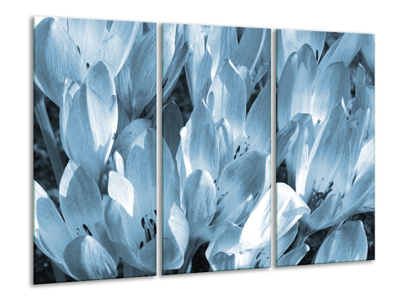 Glasschilderij Bloemen, Krokus | Blauw, Grijs | 120x80cm 3Luik