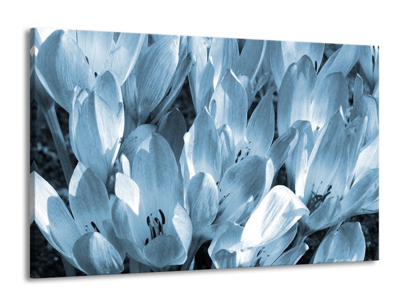 Glasschilderij Bloemen, Krokus | Blauw, Grijs | 140x90cm 1Luik