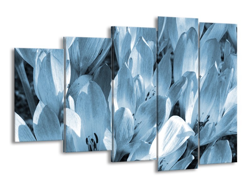 Glasschilderij Bloemen, Krokus | Blauw, Grijs | 150x100cm 5Luik