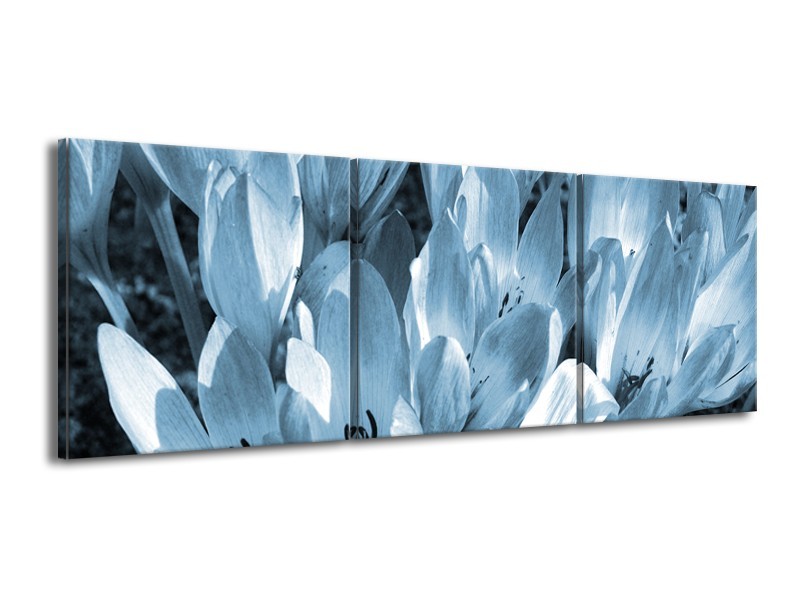 Glasschilderij Bloemen, Krokus | Blauw, Grijs | 150x50cm 3Luik