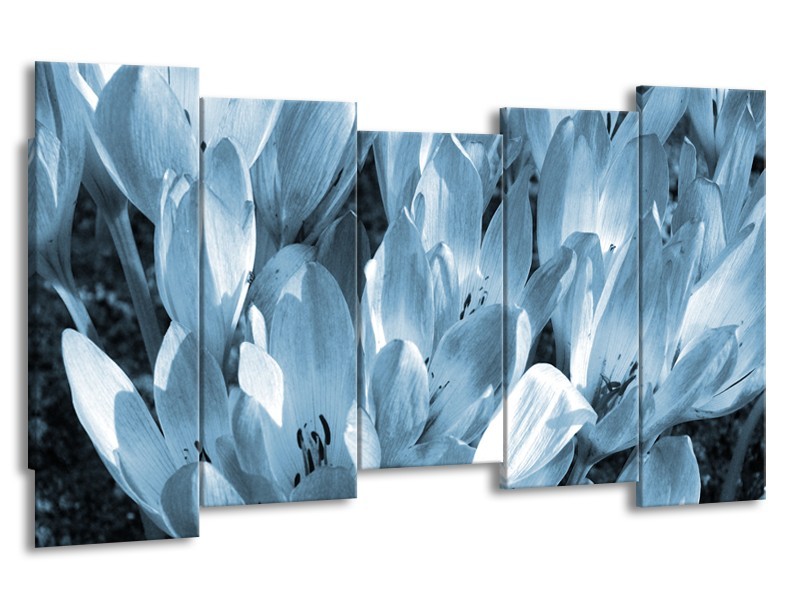 Glasschilderij Bloemen, Krokus | Blauw, Grijs | 150x80cm 5Luik