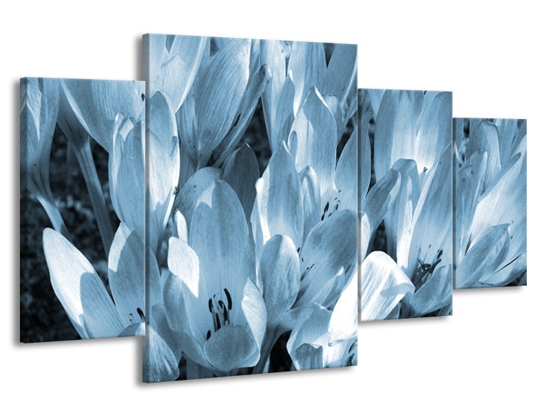 Glasschilderij Bloemen, Krokus | Blauw, Grijs | 160x90cm 4Luik