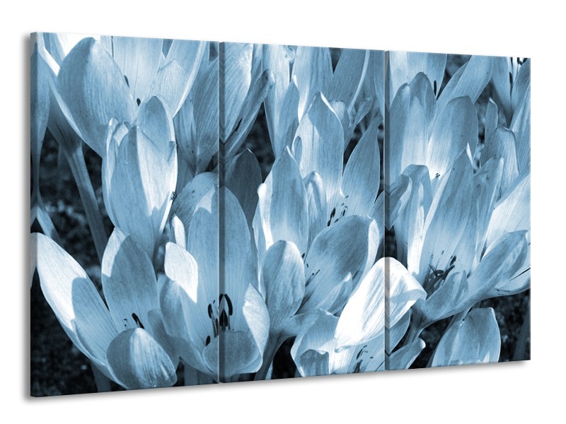 Canvas Schilderij Bloemen, Krokus | Blauw, Grijs | 165x100cm 3Luik