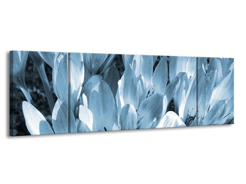 Glasschilderij Bloemen, Krokus | Blauw, Grijs | 170x50cm 3Luik