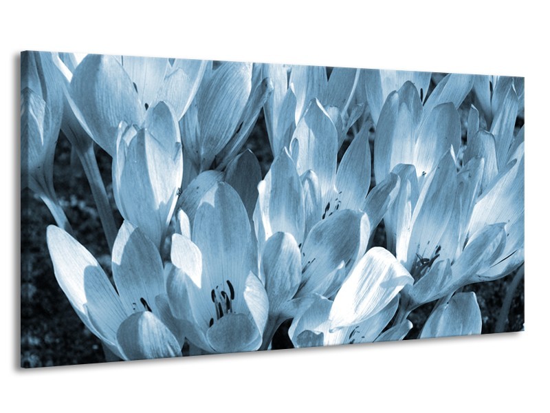 Canvas Schilderij Bloemen, Krokus | Blauw, Grijs | 170x90cm 1Luik