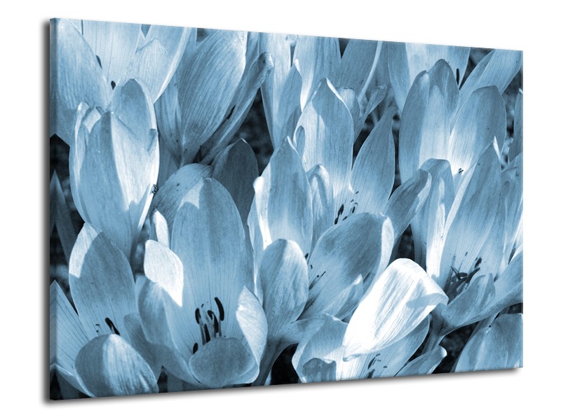 Canvas Schilderij Bloemen, Krokus | Blauw, Grijs | 70x50cm 1Luik