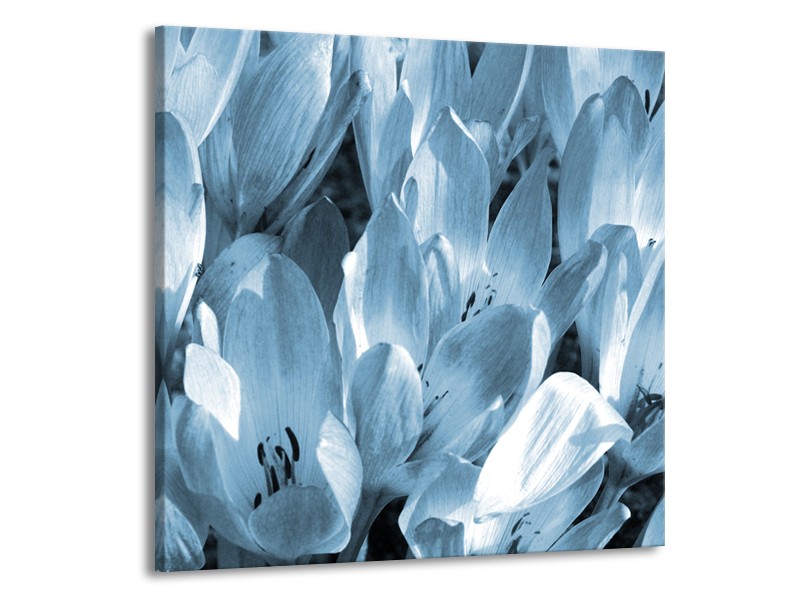 Canvas Schilderij Bloemen, Krokus | Blauw, Grijs | 70x70cm 1Luik