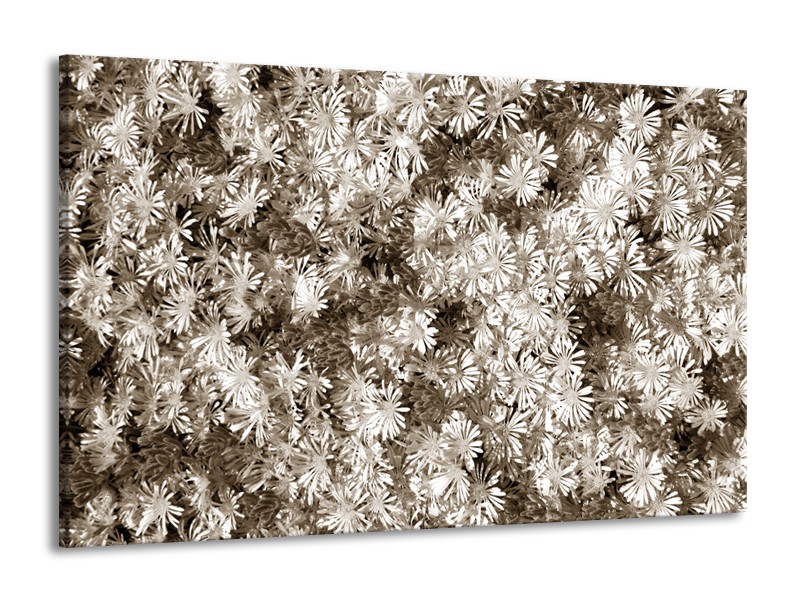 Glasschilderij Bloemen | Sepia | 140x90cm 1Luik