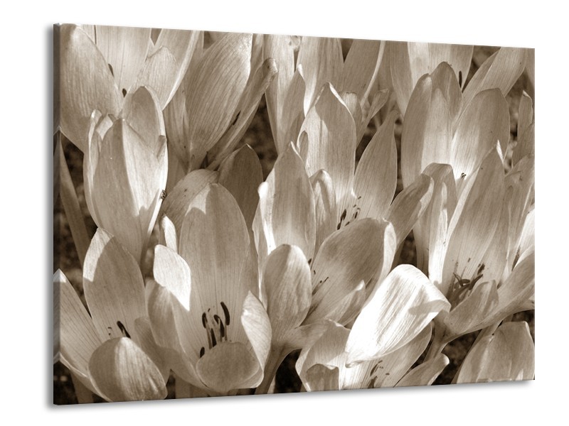 Canvas Schilderij Bloemen, Krokus | Sepia | 100x70cm 1Luik