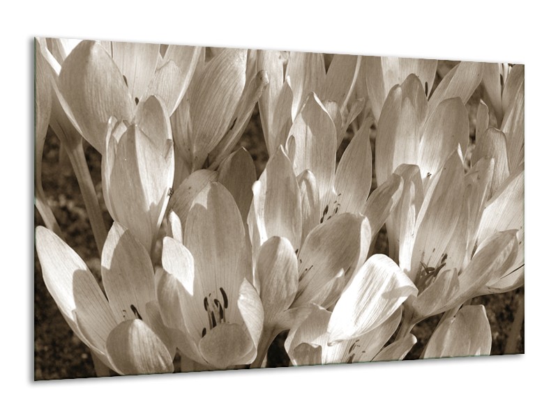 Glasschilderij Bloemen, Krokus | Sepia | 120x70cm 1Luik