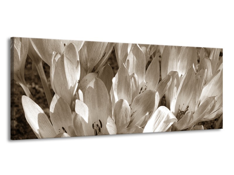 Canvas Schilderij Bloemen, Krokus | Sepia | 145x58cm 1Luik