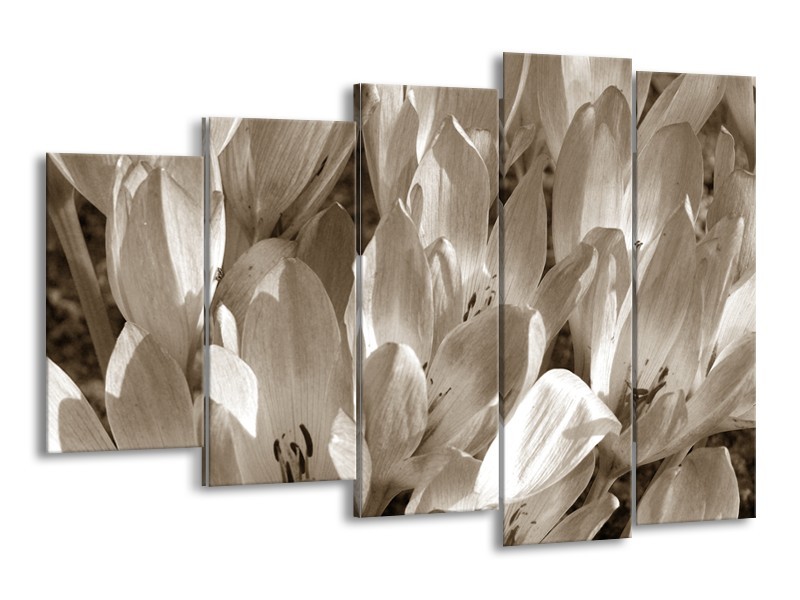 Canvas Schilderij Bloemen, Krokus | Sepia | 150x100cm 5Luik