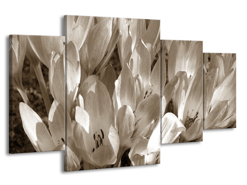 Canvas Schilderij Bloemen, Krokus | Sepia | 160x90cm 4Luik
