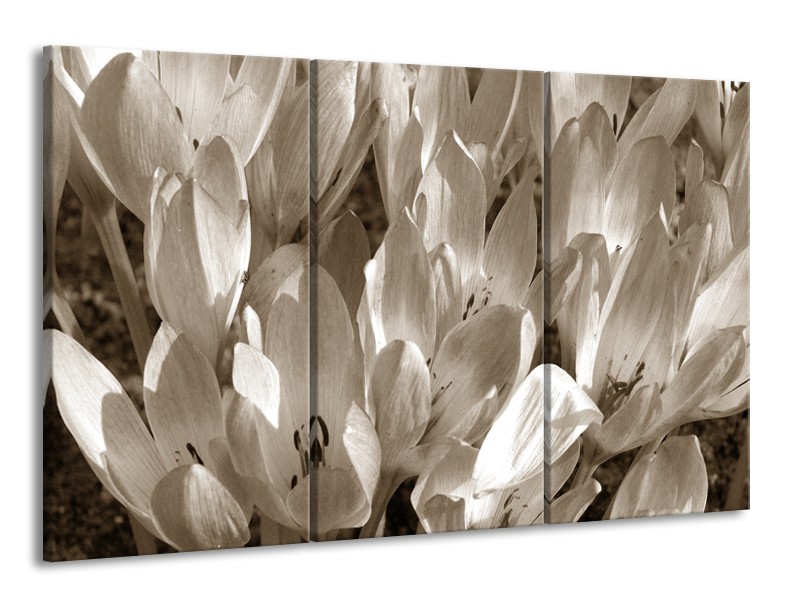 Canvas Schilderij Bloemen, Krokus | Sepia | 165x100cm 3Luik