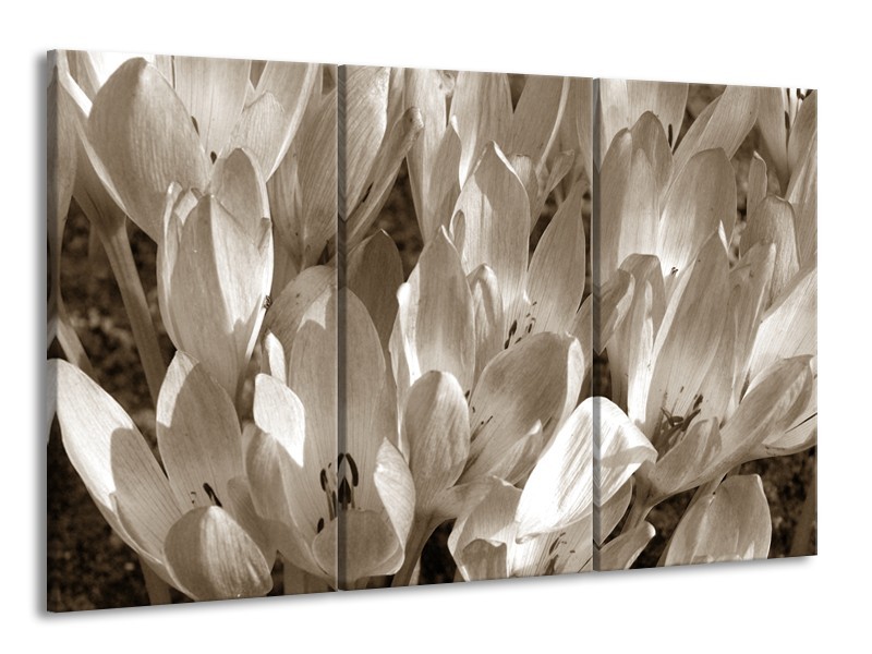 Glasschilderij Bloemen, Krokus | Sepia | 165x100cm 3Luik