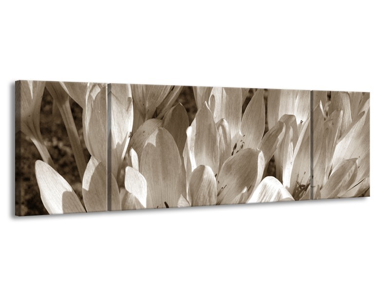 Glasschilderij Bloemen, Krokus | Sepia | 170x50cm 3Luik