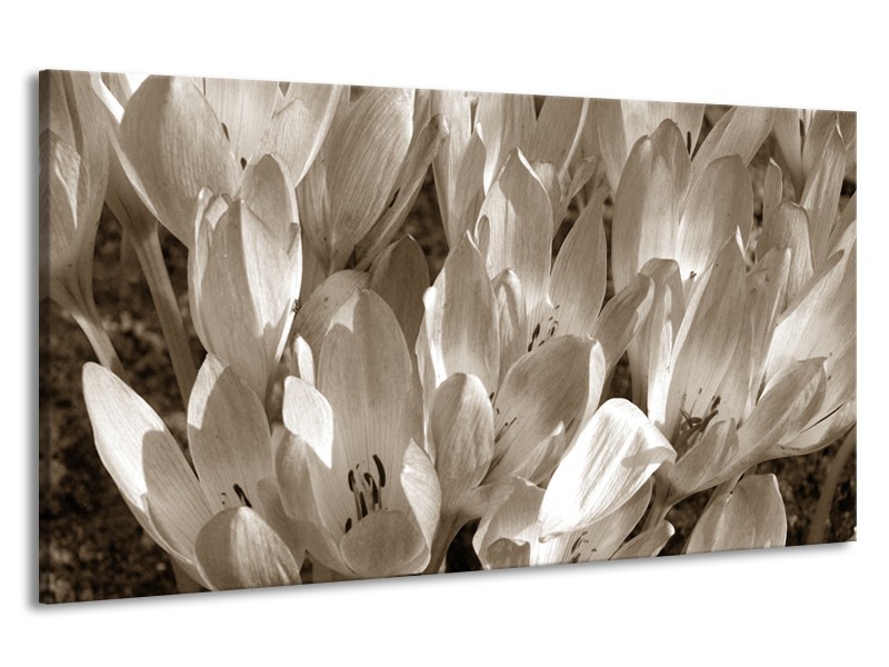 Canvas Schilderij Bloemen, Krokus | Sepia | 190x100cm 1Luik