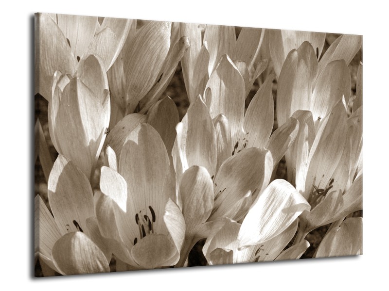 Canvas Schilderij Bloemen, Krokus | Sepia | 70x50cm 1Luik